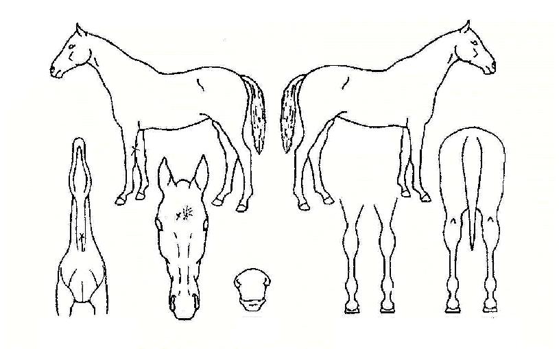 īƮ¸®³ªÀÇ Ãø¸é,¿ì¸é,µÞ¸é,µÎ»ó,´Ù¸®ÀÇ Æ¯Â¡µµÇØ