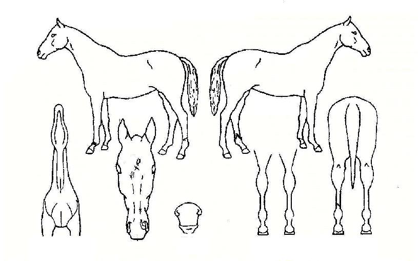 Àå¼öºÀÀÇ Ãø¸é,¿ì¸é,µÞ¸é,µÎ»ó,´Ù¸®ÀÇ Æ¯Â¡µµÇØ