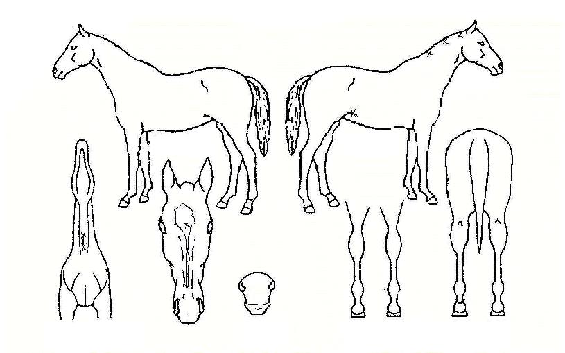 ���������� ����,���,�޸�,�λ�,�ٸ��� Ư¡����