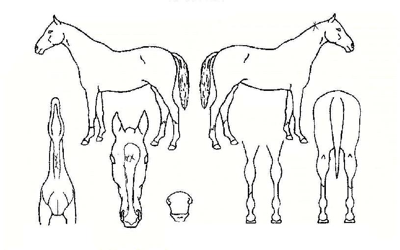 ¿ì¸®ÀÇÈñ¸ÁÀÇ Ãø¸é,¿ì¸é,µÞ¸é,µÎ»ó,´Ù¸®ÀÇ Æ¯Â¡µµÇØ