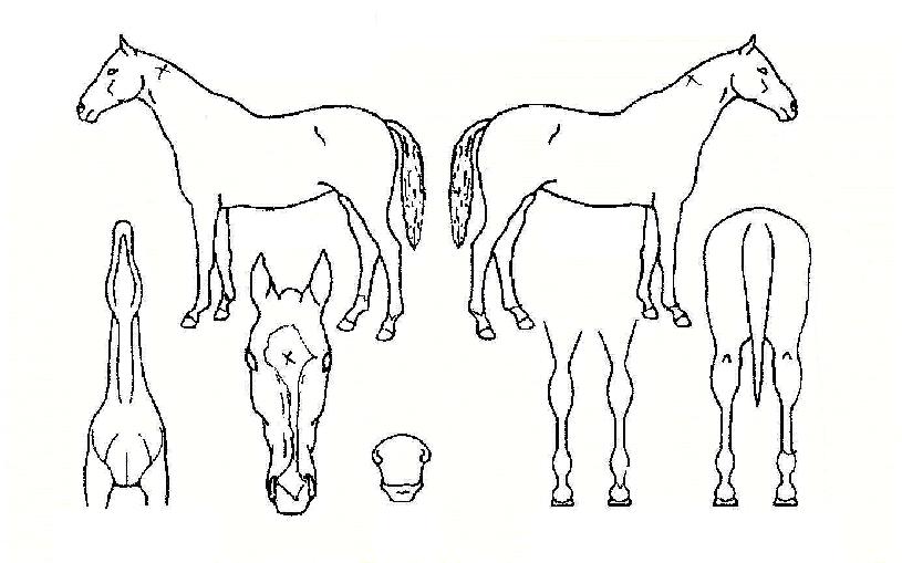 �����ٶ��� ����,���,�޸�,�λ�,�ٸ��� Ư¡����