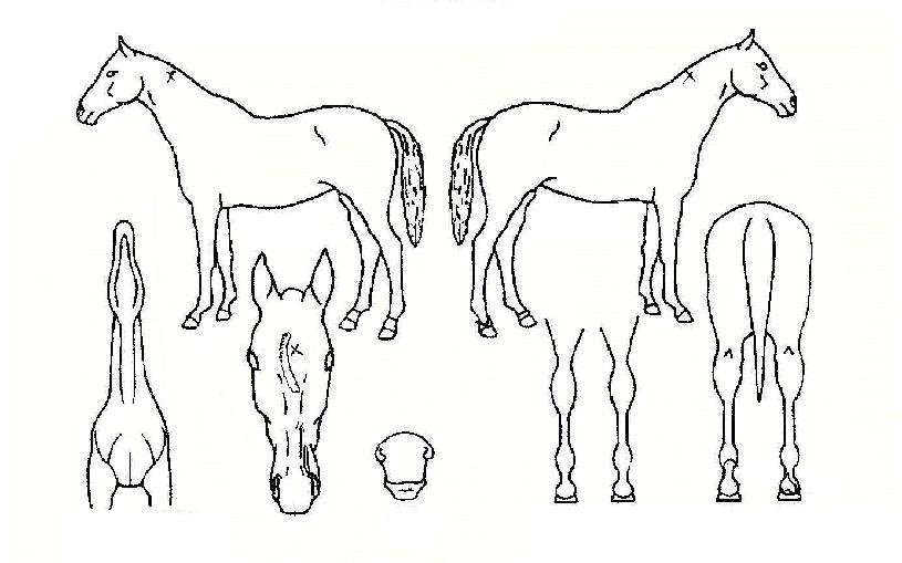 ¸®Æ²ÆßÇÁŲÀÇ Ãø¸é,¿ì¸é,µÞ¸é,µÎ»ó,´Ù¸®ÀÇ Æ¯Â¡µµÇØ