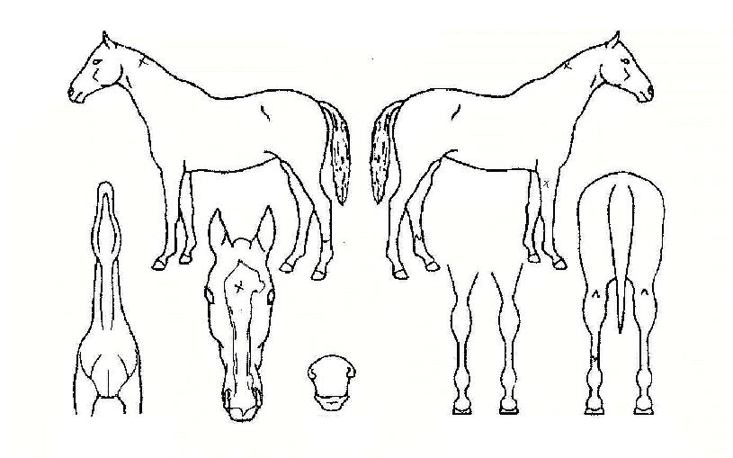 ºÎÀ¯ÇØÀÇ Ãø¸é,¿ì¸é,µÞ¸é,µÎ»ó,´Ù¸®ÀÇ Æ¯Â¡µµÇØ