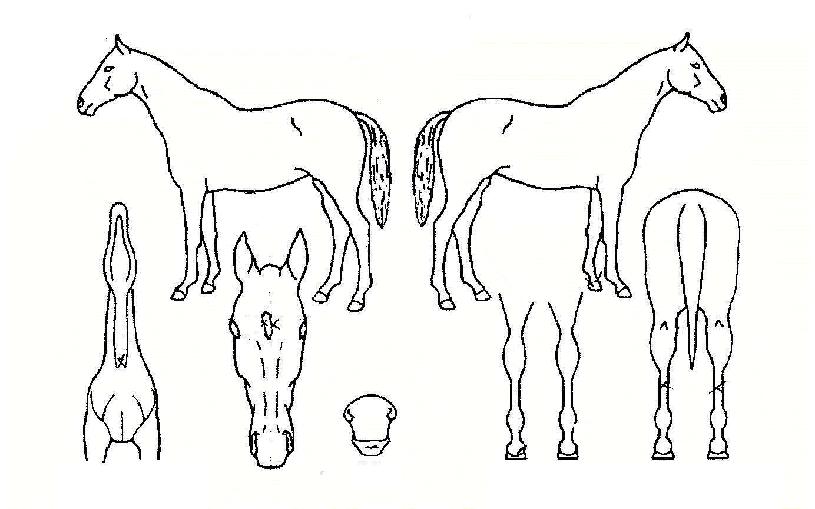 ·¡ÇǵåÄýÀÇ Ãø¸é,¿ì¸é,µÞ¸é,µÎ»ó,´Ù¸®ÀÇ Æ¯Â¡µµÇØ