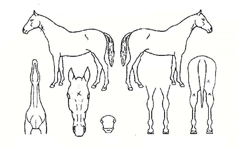 ÀÚÅëÀÇ Ãø¸é,¿ì¸é,µÞ¸é,µÎ»ó,´Ù¸®ÀÇ Æ¯Â¡µµÇØ