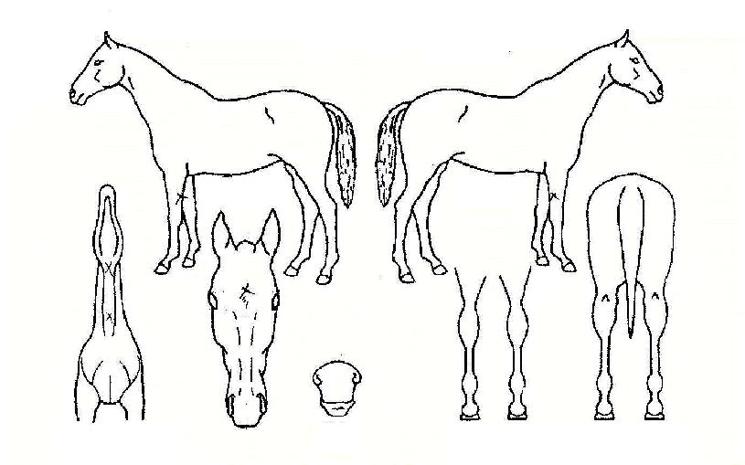 ¾îº¥Å¸ÀÎÀÚ¸¶ÀÇ Ãø¸é,¿ì¸é,µÞ¸é,µÎ»ó,´Ù¸®ÀÇ Æ¯Â¡µµÇØ