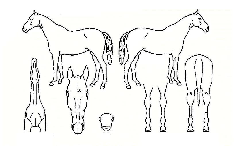 Çϳª·Î»çÀÇ Ãø¸é,¿ì¸é,µÞ¸é,µÎ»ó,´Ù¸®ÀÇ Æ¯Â¡µµÇØ