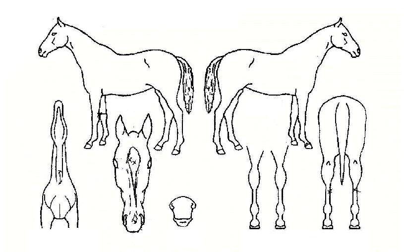 Ź鸶¿îƾÀÇ Ãø¸é,¿ì¸é,µÞ¸é,µÎ»ó,´Ù¸®ÀÇ Æ¯Â¡µµÇØ