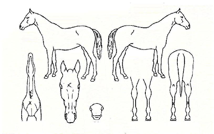 ´ë·úÁ¤¹úÀÇ Ãø¸é,¿ì¸é,µÞ¸é,µÎ»ó,´Ù¸®ÀÇ Æ¯Â¡µµÇØ