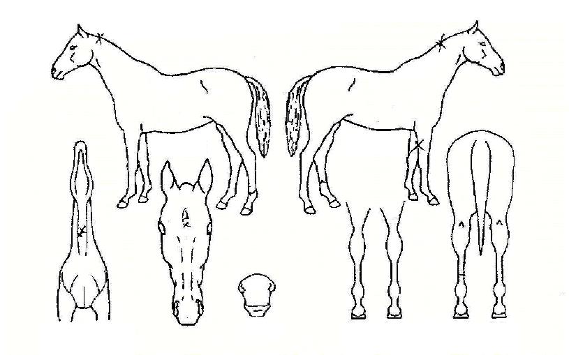 Ǫ¸¥¿ÕÀÚÀÇ Ãø¸é,¿ì¸é,µÞ¸é,µÎ»ó,´Ù¸®ÀÇ Æ¯Â¡µµÇØ