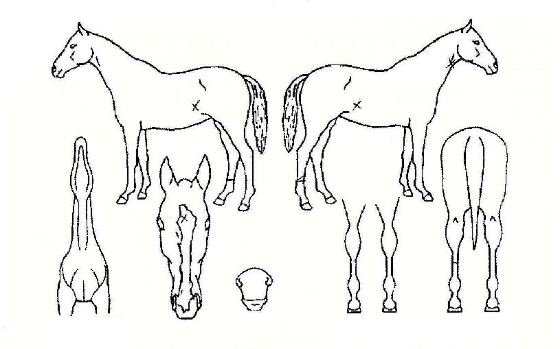 µ¿¹æÁúÁÖÀÇ Ãø¸é,¿ì¸é,µÞ¸é,µÎ»ó,´Ù¸®ÀÇ Æ¯Â¡µµÇØ