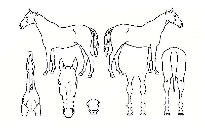 �ݺ������� ����,���,�޸�,�λ�,�ٸ��� Ư¡����