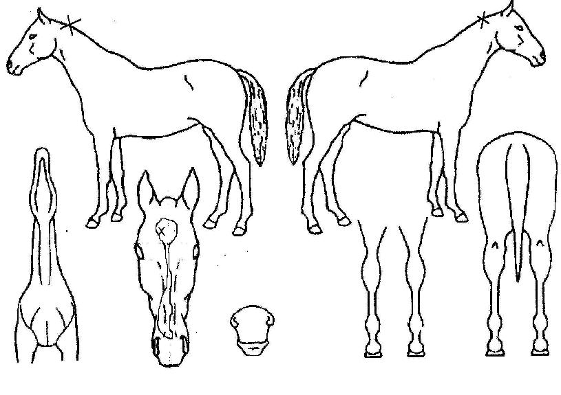 Å×ÀÌÀúÀÇ Ãø¸é,¿ì¸é,µÞ¸é,µÎ»ó,´Ù¸®ÀÇ Æ¯Â¡µµÇØ