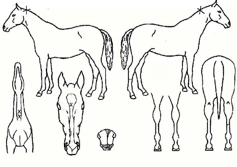 ¿À¼Ç¾Ö¹ö´ºÀÇ Ãø¸é,¿ì¸é,µÞ¸é,µÎ»ó,´Ù¸®ÀÇ Æ¯Â¡µµÇØ