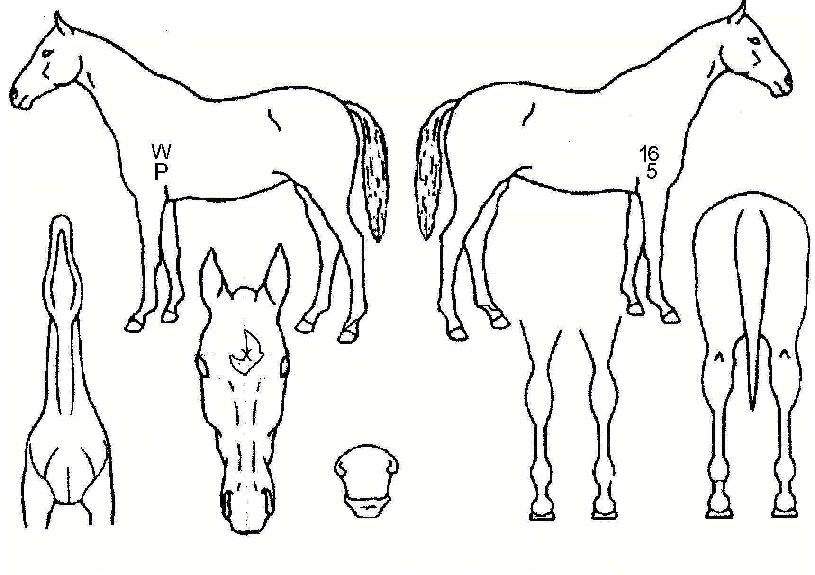 ���̿�ƽ�� ����,���,�޸�,�λ�,�ٸ��� Ư¡����