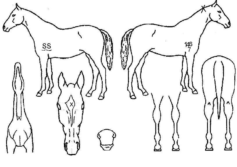 ·¦Æ÷Æ®ÀÇ Ãø¸é,¿ì¸é,µÞ¸é,µÎ»ó,´Ù¸®ÀÇ Æ¯Â¡µµÇØ