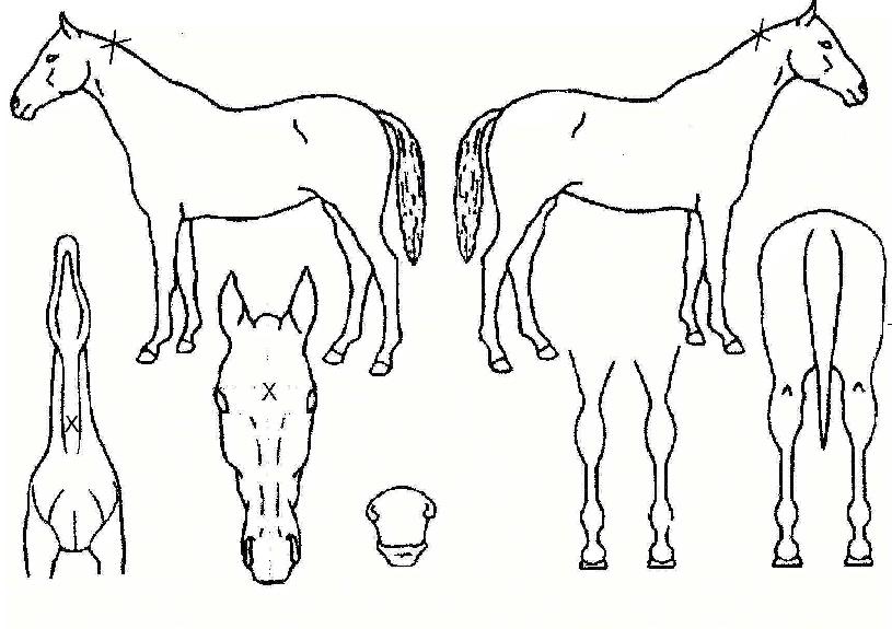 ºê¶óÀÌÆ®¹ë¸®ÀÇ Ãø¸é,¿ì¸é,µÞ¸é,µÎ»ó,´Ù¸®ÀÇ Æ¯Â¡µµÇØ