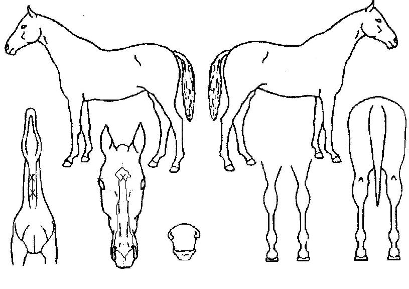 �Ž�Ƽ�� ����,���,�޸�,�λ�,�ٸ��� Ư¡����