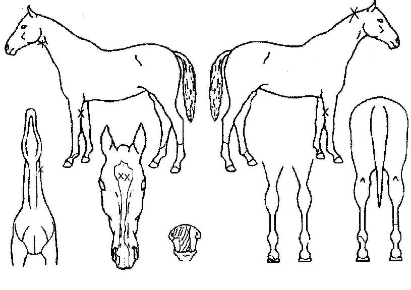 �����ÿ��� ����,���,�޸�,�λ�,�ٸ��� Ư¡����