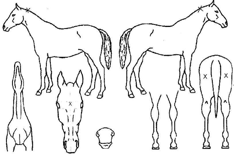 Æ÷ÅÙ½º¿§¿ø½ºÀÇ Ãø¸é,¿ì¸é,µÞ¸é,µÎ»ó,´Ù¸®ÀÇ Æ¯Â¡µµÇØ