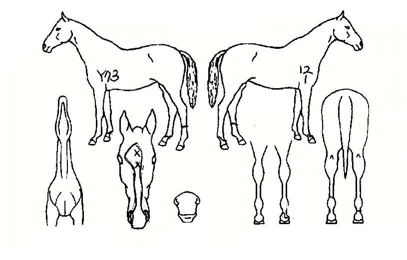 ¼±¹ÙÀ̽ºÀÇ Ãø¸é,¿ì¸é,µÞ¸é,µÎ»ó,´Ù¸®ÀÇ Æ¯Â¡µµÇØ