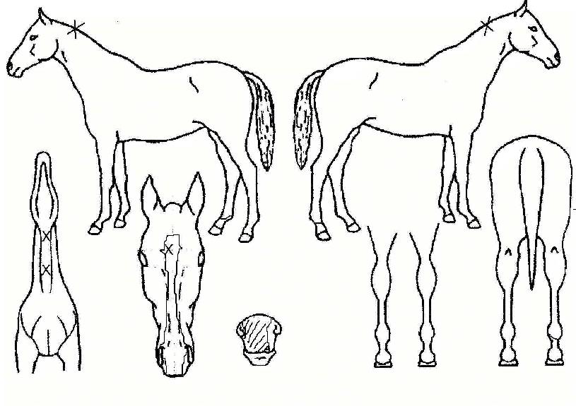 ��ī���̽������� ����,���,�޸�,�λ�,�ٸ��� Ư¡����