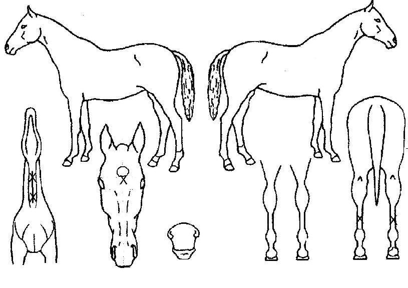 ¿ÀÆä¶óµð¹ÙÀÇ Ãø¸é,¿ì¸é,µÞ¸é,µÎ»ó,´Ù¸®ÀÇ Æ¯Â¡µµÇØ