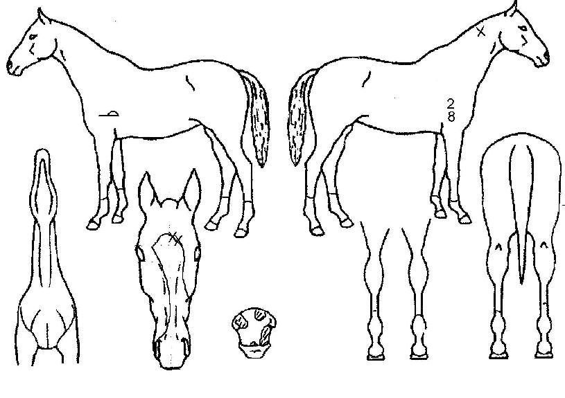 �۵𵵿���� ����,���,�޸�,�λ�,�ٸ��� Ư¡����