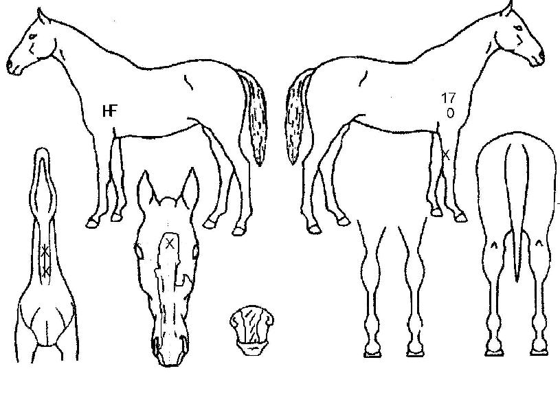 ¾Ö½ºÆ®¸®Áîµô·¹¸ÓÀÇ Ãø¸é,¿ì¸é,µÞ¸é,µÎ»ó,´Ù¸®ÀÇ Æ¯Â¡µµÇØ