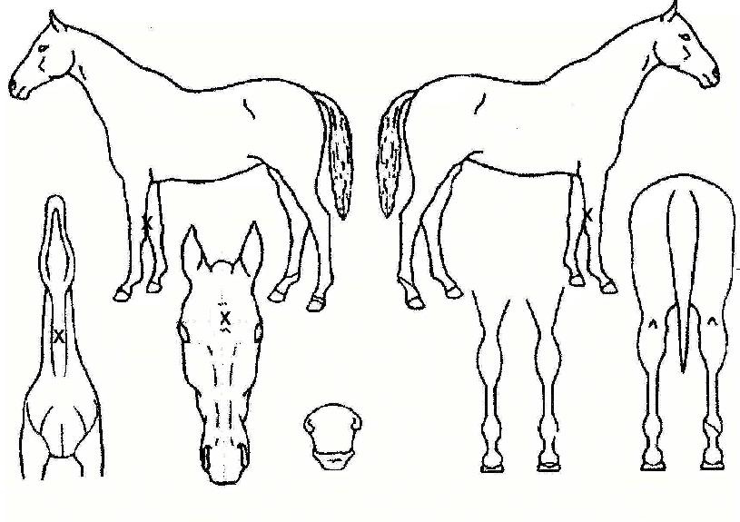 ½º³ËÀÎÇÁ·³ÇìºìÀÇ Ãø¸é,¿ì¸é,µÞ¸é,µÎ»ó,´Ù¸®ÀÇ Æ¯Â¡µµÇØ