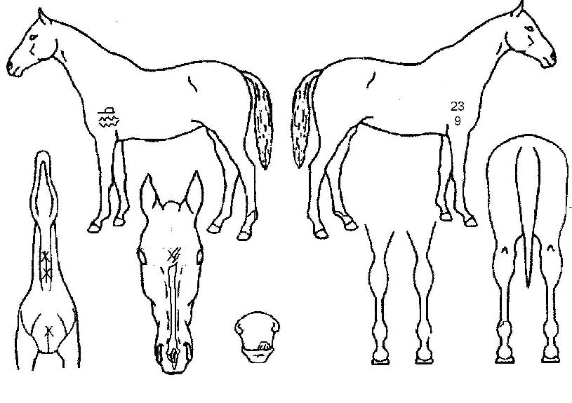 º¸ÄÜÄ¡´ÏÀÇ Ãø¸é,¿ì¸é,µÞ¸é,µÎ»ó,´Ù¸®ÀÇ Æ¯Â¡µµÇØ