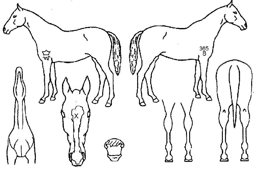 µðÇ÷ºÃ÷ÀÇ Ãø¸é,¿ì¸é,µÞ¸é,µÎ»ó,´Ù¸®ÀÇ Æ¯Â¡µµÇØ