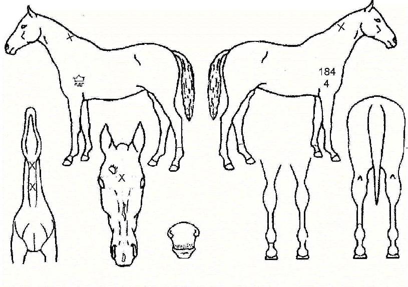 Ʈ������ ����,���,�޸�,�λ�,�ٸ��� Ư¡����