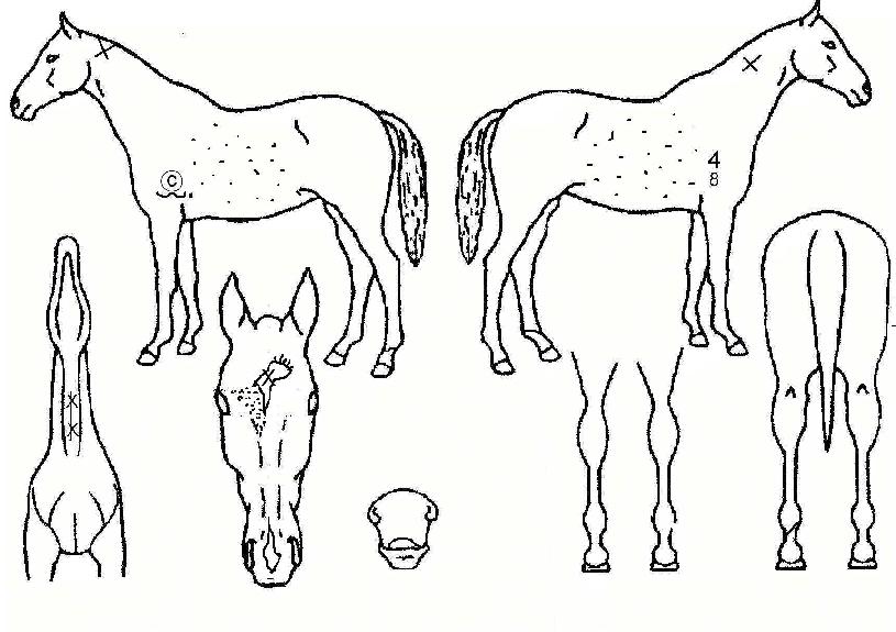 ��������� ����,���,�޸�,�λ�,�ٸ��� Ư¡����