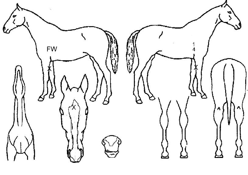 ÀÏµî°ø½ÅÀÇ Ãø¸é,¿ì¸é,µÞ¸é,µÎ»ó,´Ù¸®ÀÇ Æ¯Â¡µµÇØ