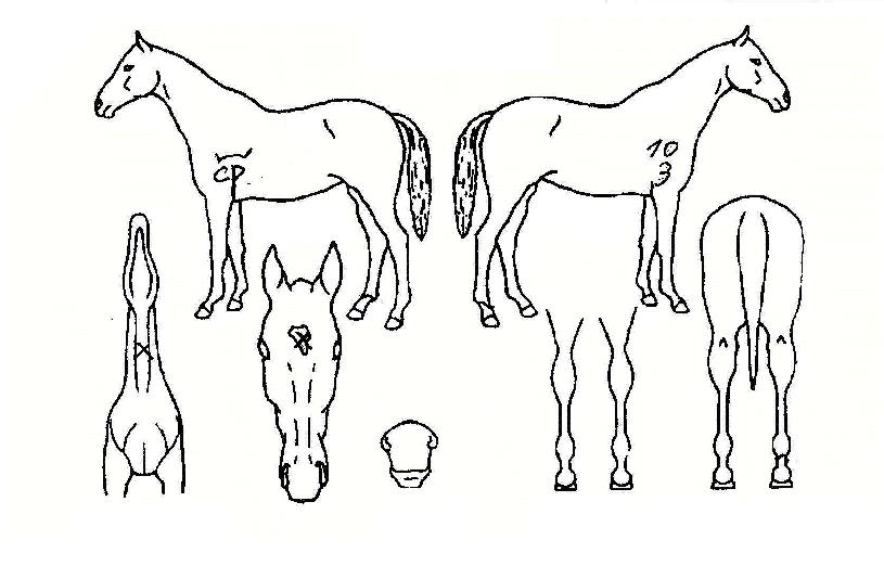 ���Ϸ�������� ����,���,�޸�,�λ�,�ٸ��� Ư¡����