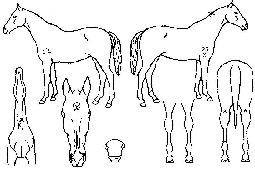 ���������� ����,���,�޸�,�λ�,�ٸ��� Ư¡����