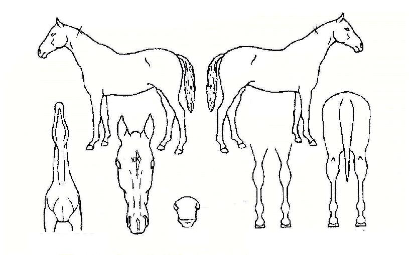 ´ÚÅÍÇãÀÇ Ãø¸é,¿ì¸é,µÞ¸é,µÎ»ó,´Ù¸®ÀÇ Æ¯Â¡µµÇØ