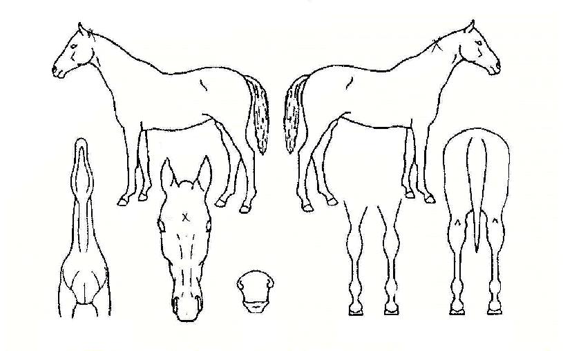 ¿µ¿õź»ýÀÇ Ãø¸é,¿ì¸é,µÞ¸é,µÎ»ó,´Ù¸®ÀÇ Æ¯Â¡µµÇØ