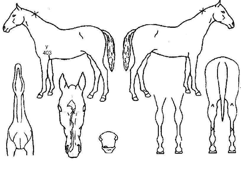 ���ǰ��� ����,���,�޸�,�λ�,�ٸ��� Ư¡����