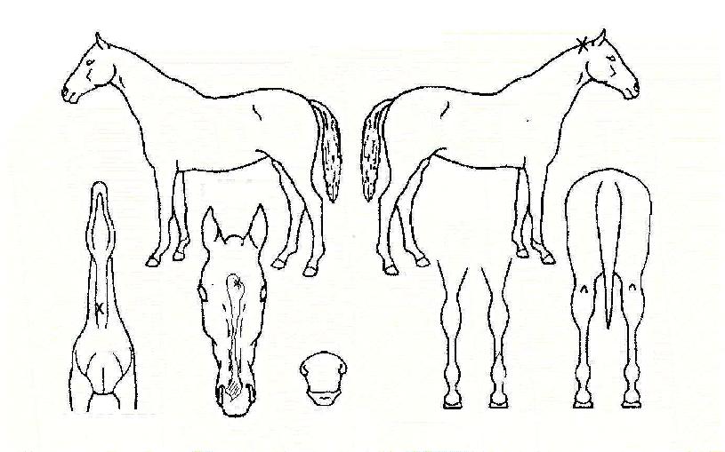 »þÀÌ´×°ñµåÀÇ Ãø¸é,¿ì¸é,µÞ¸é,µÎ»ó,´Ù¸®ÀÇ Æ¯Â¡µµÇØ