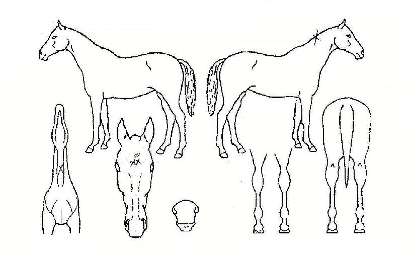 °úõÀå¾ÇÀÇ Ãø¸é,¿ì¸é,µÞ¸é,µÎ»ó,´Ù¸®ÀÇ Æ¯Â¡µµÇØ