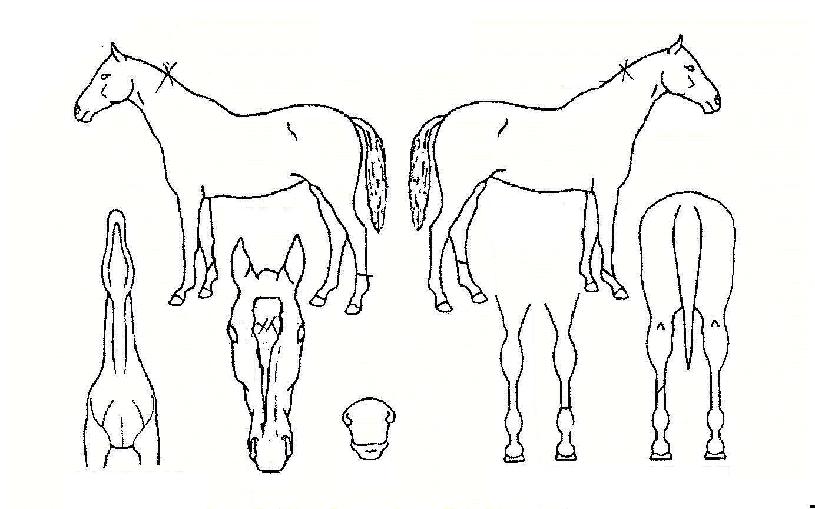 �׷��̽����� ����,���,�޸�,�λ�,�ٸ��� Ư¡����