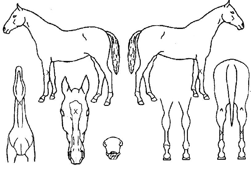 �ǹ������� ����,���,�޸�,�λ�,�ٸ��� Ư¡����