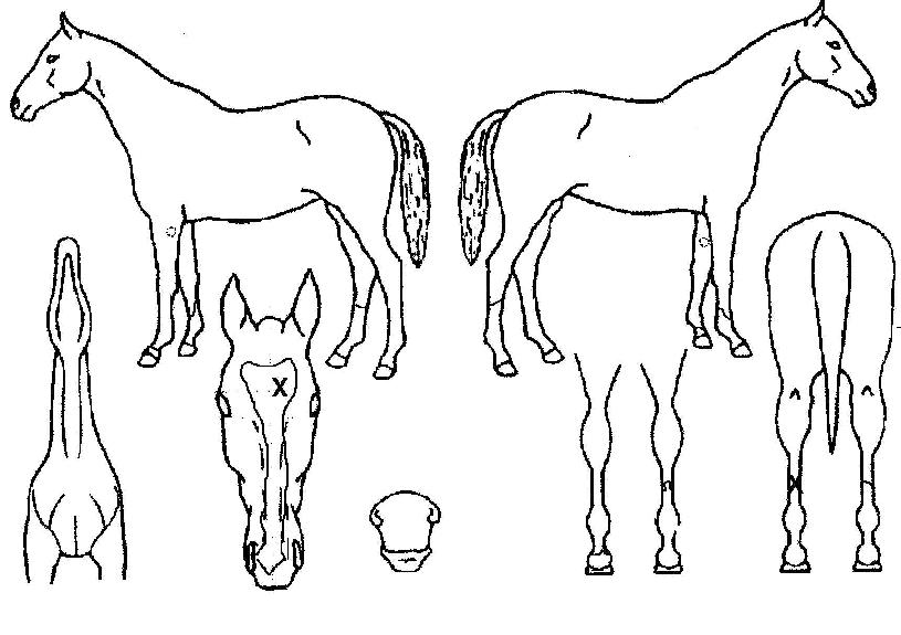 ·çŰ½ºÅ¸ÀÇ Ãø¸é,¿ì¸é,µÞ¸é,µÎ»ó,´Ù¸®ÀÇ Æ¯Â¡µµÇØ