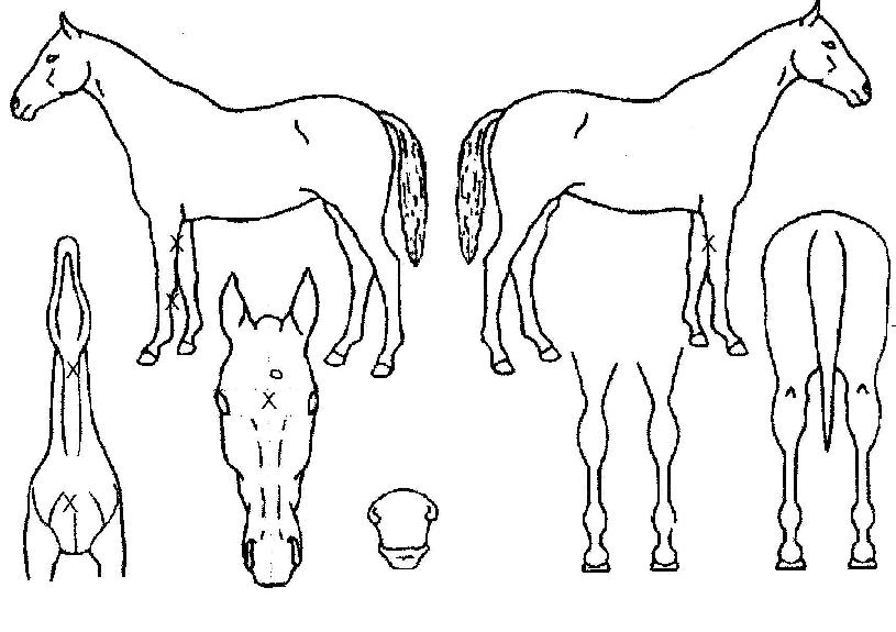 ¾Æ¿ö¹ÐÇöó¿öÀÇ Ãø¸é,¿ì¸é,µÞ¸é,µÎ»ó,´Ù¸®ÀÇ Æ¯Â¡µµÇØ