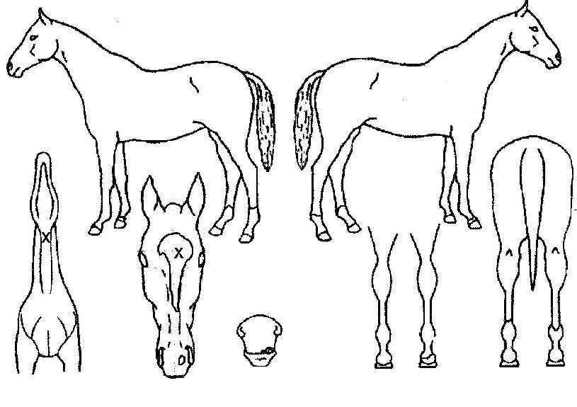 �ν�ƮŸ��Ʋ�� ����,���,�޸�,�λ�,�ٸ��� Ư¡����