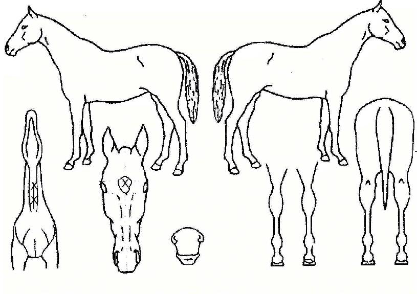 ·»µåÀÇ Ãø¸é,¿ì¸é,µÞ¸é,µÎ»ó,´Ù¸®ÀÇ Æ¯Â¡µµÇØ