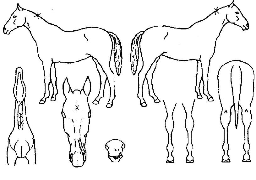 ����ͽ������� ����,���,�޸�,�λ�,�ٸ��� Ư¡����