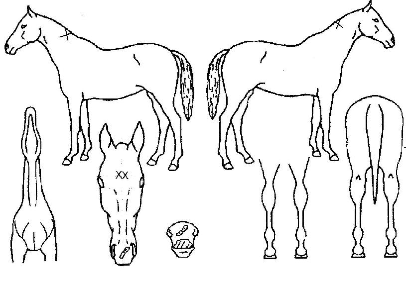 �ǹ����׿����� ����,���,�޸�,�λ�,�ٸ��� Ư¡����